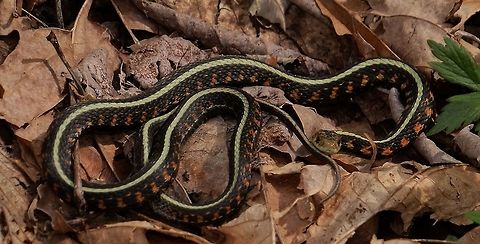 Red-spotted garter snake Thamnophis sirtalis concinnus. Common Garter Snake,Geotagged,Thamnophis sirtalis,United States,Winter