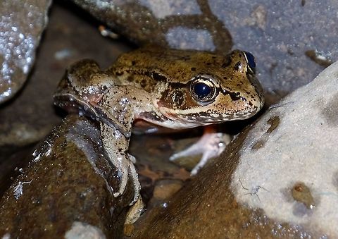 Northern Red-legged Frog Rana aurora  Geotagged,Northern red-legged frog,Rana aurora,Spring,United States,amphibian