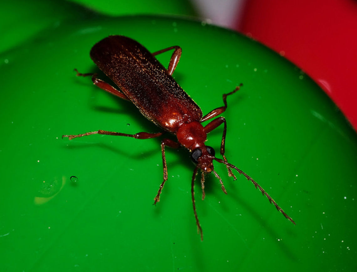 Red beetle Dendroides ephemeroides. Came to porch light 2:00 AM. Dendroides ephemeroides,Geotagged,United States,ephemeroides