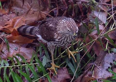 Juvenile Sharp-shinned Hawk Accipiter striatus Accipiter striatus,Fall,Geotagged,Hawks,Sharp-shinned Hawk,United States