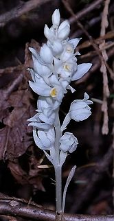 Phantom Orchid Cephalanthera austiniae Cephalanthera austiniae,Geotagged,Orchids,Phantom Orchidsnow orchid,Summer,United States