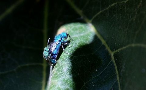 Cuckoo Wasps Family chrysididae Geotagged,Summer,United States,Wasp