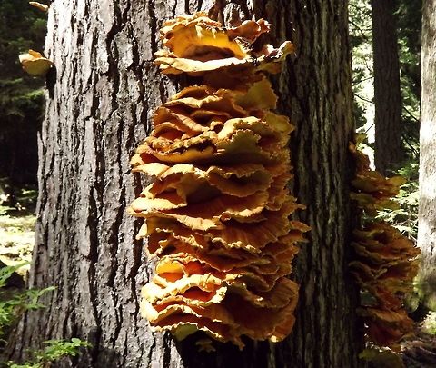 Chicken of the woods. Laetiporus sulphureus. Geotagged,Laetiporus sulphureus,Summer,United States,fungi