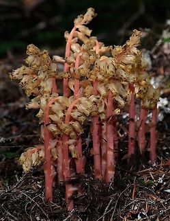 Pinesap Monotropa hypopitys. Geotagged,Monotropa hypopitys,Summer,United States,pinesap