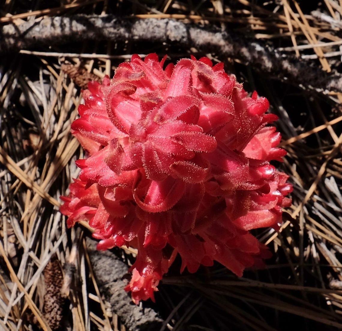 Snow flower Sarcodes sanguinea  Geotagged,Sarcodes,Sarcodes sanguinea,Snow Plant,Spring,United States