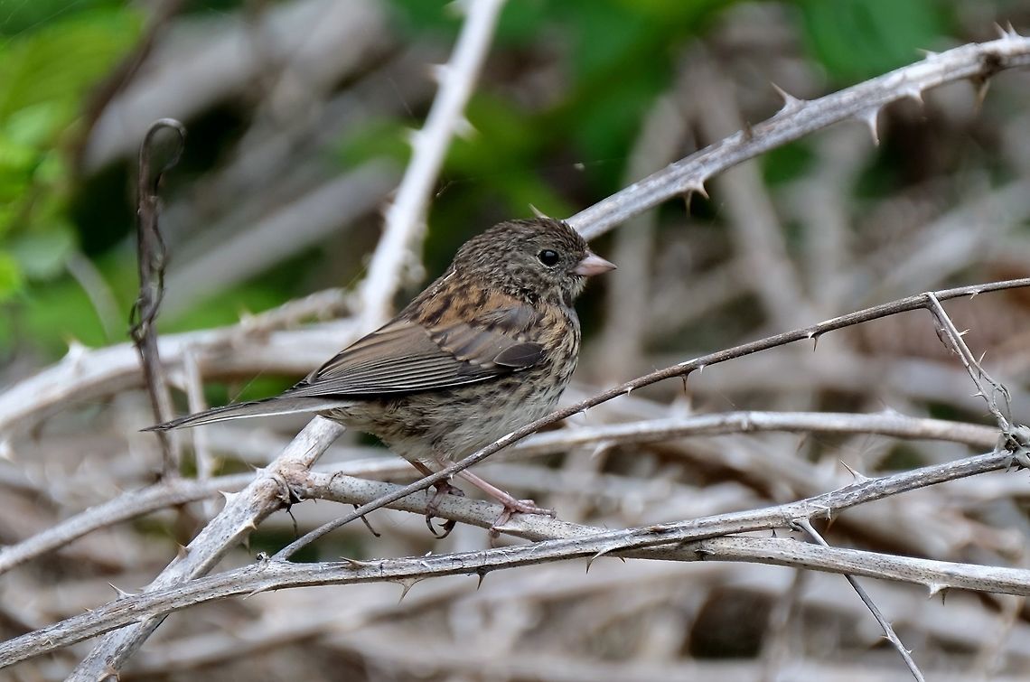 Oregon Junco Juvenile dark-eyed Junco Dark-eyed Junco,Geotagged,Junco hyemalis,Summer,United States