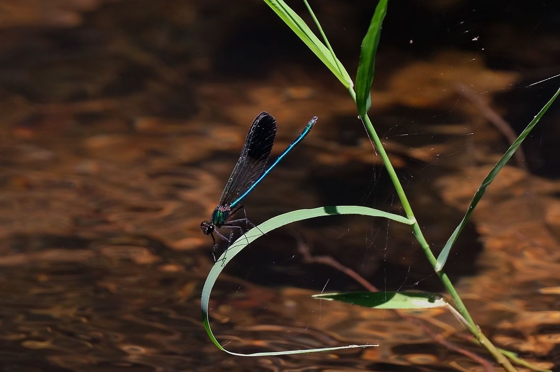 River Jewelwing - male calopteryx aeqvabilis Calopteryx aequabilis,Geotagged,River jewelwing,Summer,United States,damselfly