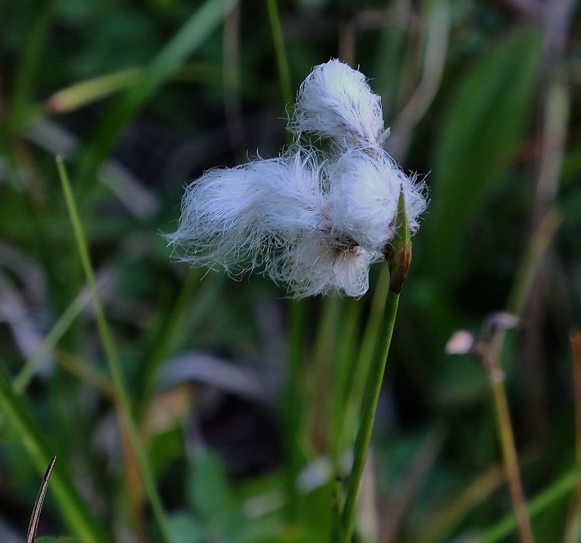 Common Cottongrass. Eriophorum angustifolium. Common cottonsedge,Eriophorum angustifolium,Geotagged,Grass,Summer,United States