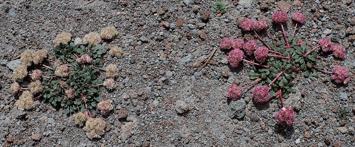Mt.Hood Pussypaws. Cistanthe umbellata Cistanthe umbellata,Geotagged,Mount Hood pussypaws,Perennial,Summer,United States