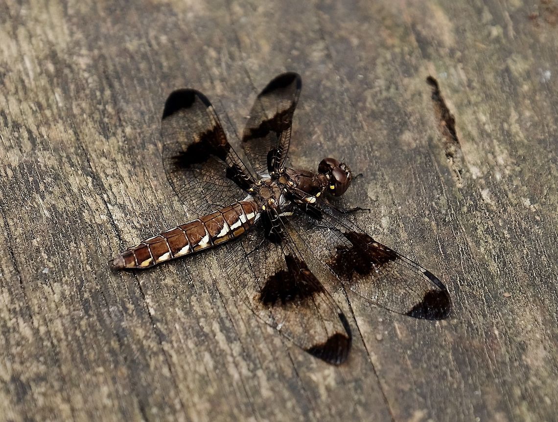 Common whitetail dragonfly plathemis lydia  Common Whitetail,Dragonfly,Geotagged,Plathemis lydia,Summer,United States