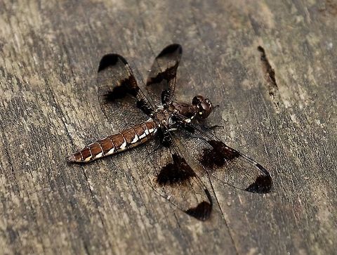 Common whitetail dragonfly plathemis lydia  Common Whitetail,Dragonfly,Geotagged,Plathemis lydia,Summer,United States