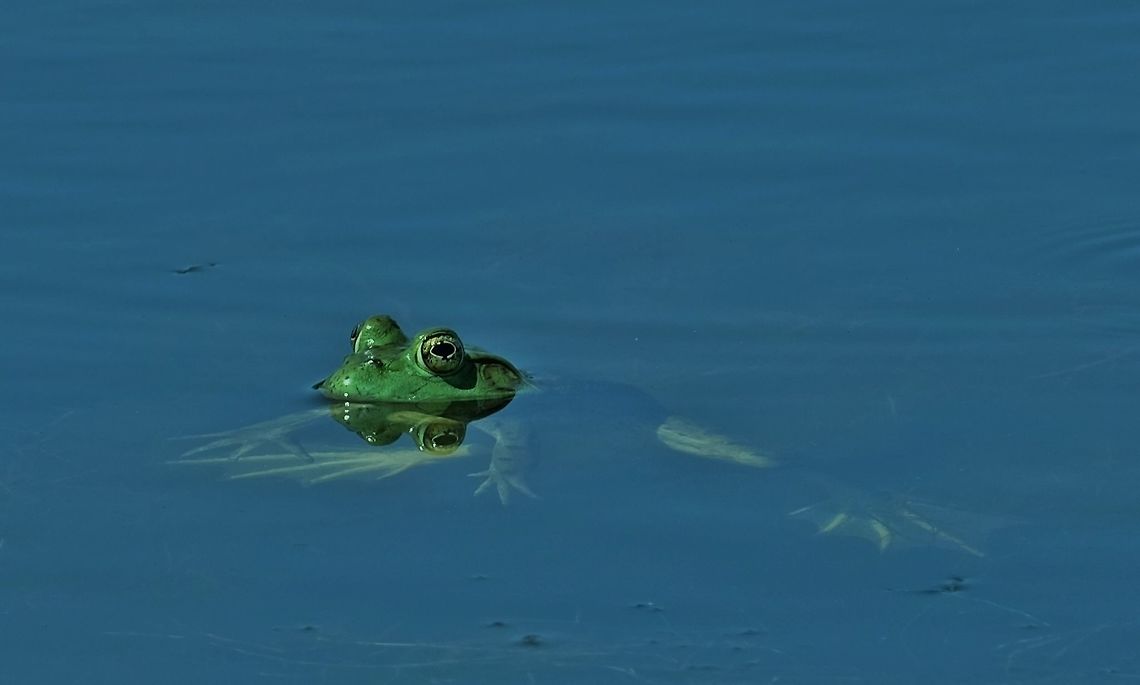 American Bullfrog Rana catesbeiana American Bullfrog,Geotagged,Rana catesbeiana,Summer,United States,frog