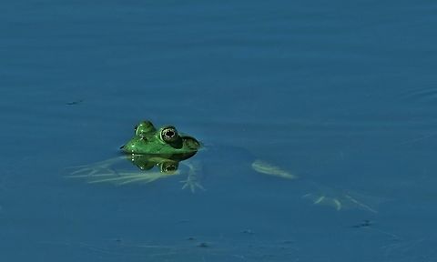American Bullfrog Rana catesbeiana American Bullfrog,Geotagged,Rana catesbeiana,Summer,United States,frog