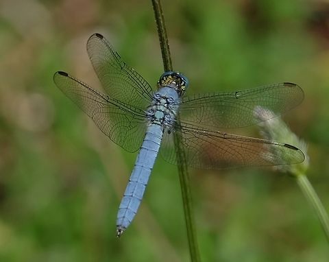 Western Pondhawk - male. erythemic collocata Erythemis collocata,Geotagged,Summer,United States,Western pondhawk,dragonfly