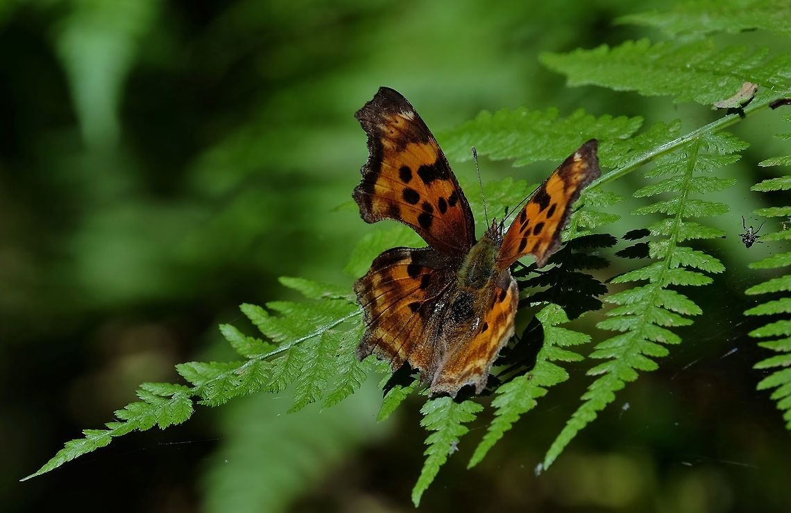 Satyr Comma Polygonia satyrus Butterfly,Geotagged,Polygonia satyrus,Satyr Comma,Summer,United States