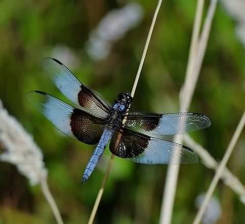 Widow Skimmer - male. libellula luctuosa Geotagged,Libellula luctuosa,Summer,United States,Widow Skimmer,skimmer