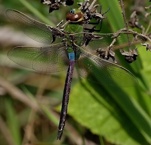 Common Green Darner anax junius Anax junius,Dragonfly,Geotagged,Green Darner,Summer,United States