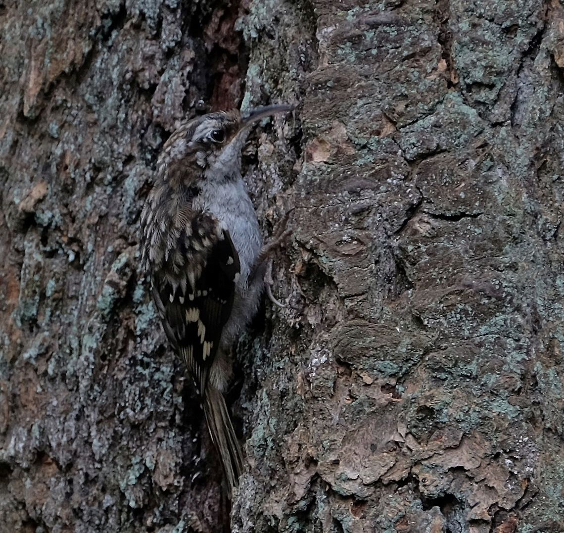 Brown Creeper certhia americana Brown creeper,Certhia americana,Geotagged,Summer,United States,birds