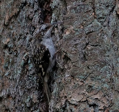 Brown Creeper certhia americana Brown creeper,Certhia americana,Geotagged,Summer,United States,birds