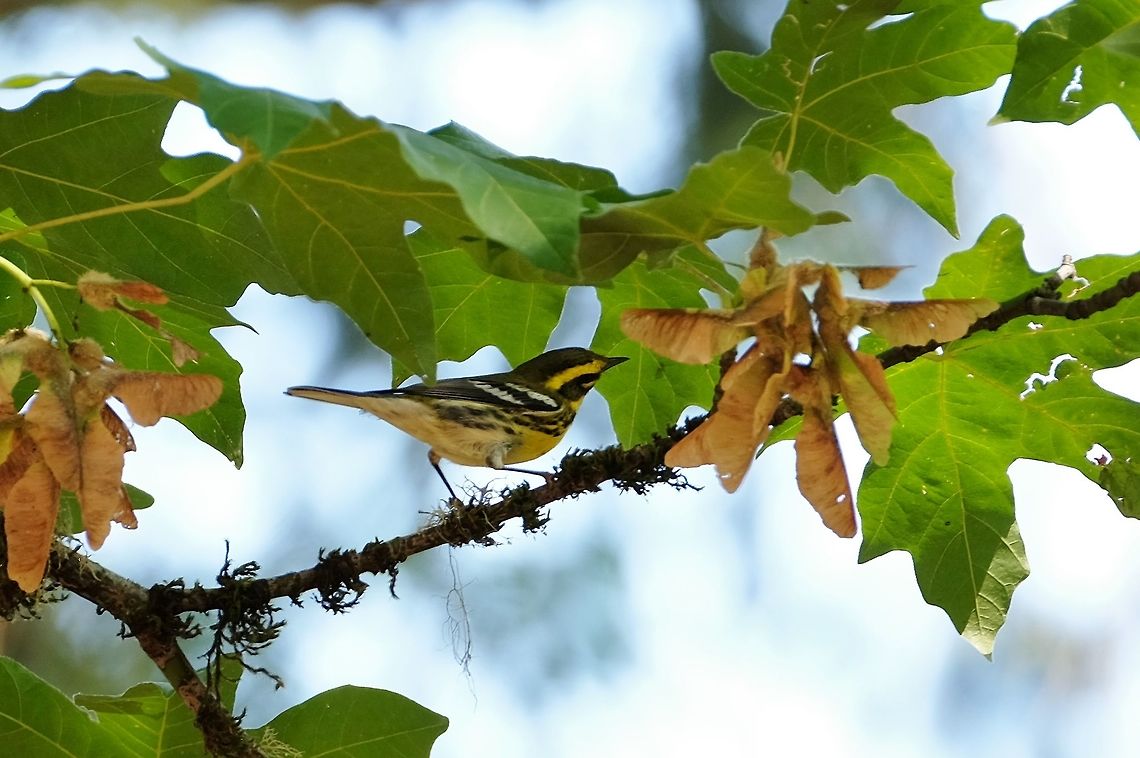 Townsend's Warble setophaga townsendi  Geotagged,Setophaga townsendi,Summer,Townsends warbler,United States,songbird