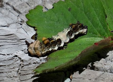 Viceroy caterpillar limenitis archipus  Butterfly,Geotagged,Limenitis archippus,Summer,United States,Viceroy