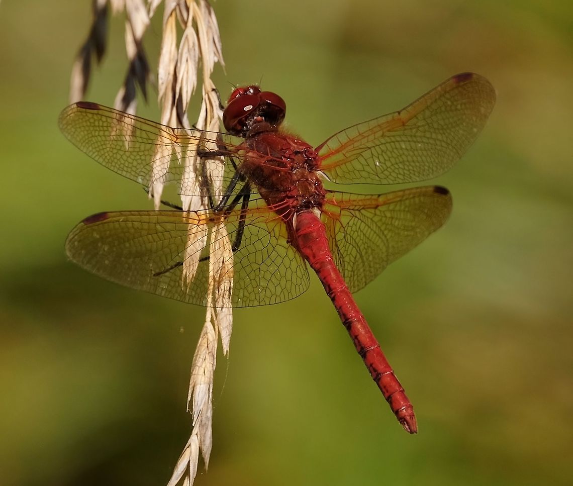 Red-veined Medowhawk sympetrum madidum Geotagged,Red-veined meadowhawk,Summer,Sympetrum madidum,United States,dragonfly