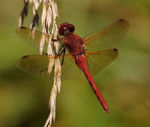 Red-veined meadowhawk