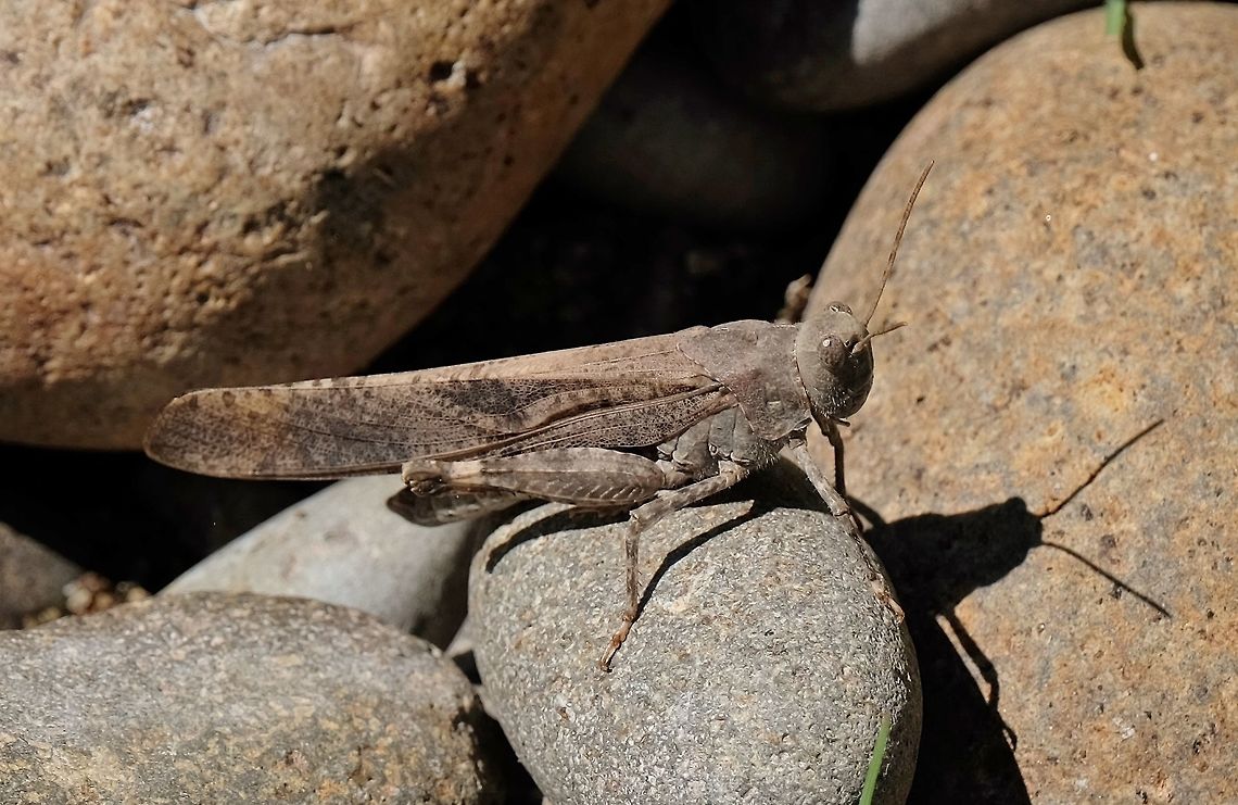 Carolina Grasshopper dissosteira carolina Carolina grasshopper,Dissosteira carolina,Geotagged,Summer,United States,grasshopper