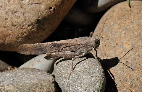 Carolina Grasshopper dissosteira carolina Carolina grasshopper,Dissosteira carolina,Geotagged,Summer,United States,grasshopper
