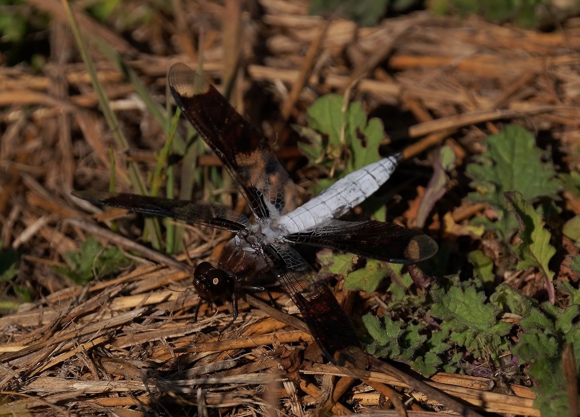 Common whitetail dragon Male Common Whitetail,Geotagged,Plathemis lydia,Summer,United States,dragonfly of Oregon