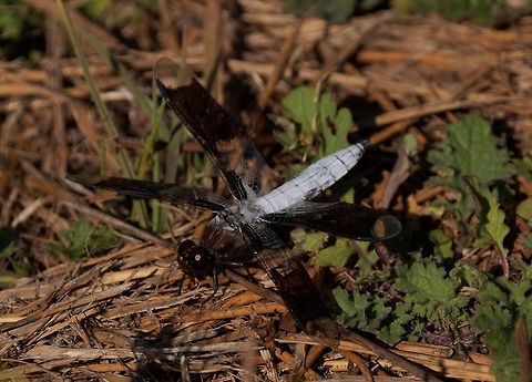 Common whitetail dragon Male Common Whitetail,Geotagged,Plathemis lydia,Summer,United States,dragonfly of Oregon
