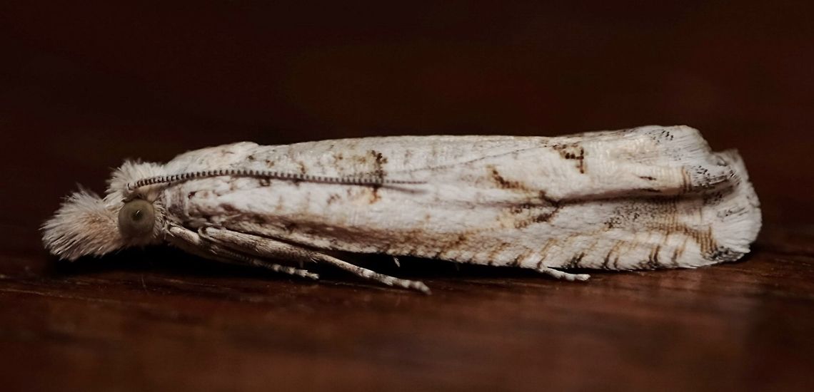 Tortricid Moth Tortricidae Geotagged,Moth,Summer,United States