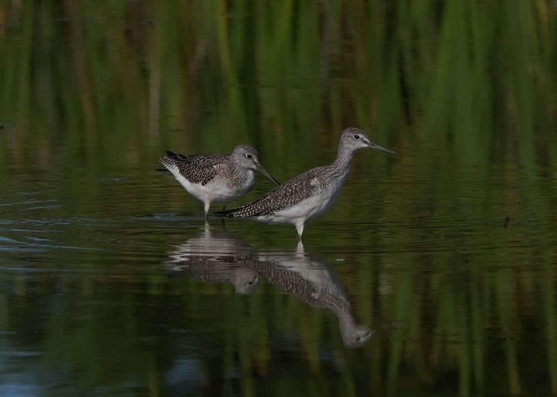 Greater Yellowlegs. tringa melanoleuca Geotagged,Greater Yellowlegs,Shorebird,Summer,Tringa melanoleuca,United States