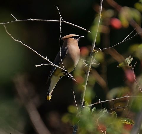 Cedar Waxwing  Bombycilla cedrorum,Cedar Waxwing,Geotagged,Summer,United States,birds