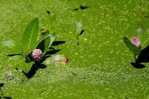 The Water Knotweed persicaria amphibia Geotagged,Persicaria amphibia,Summer,United States,Water knotweed,flower