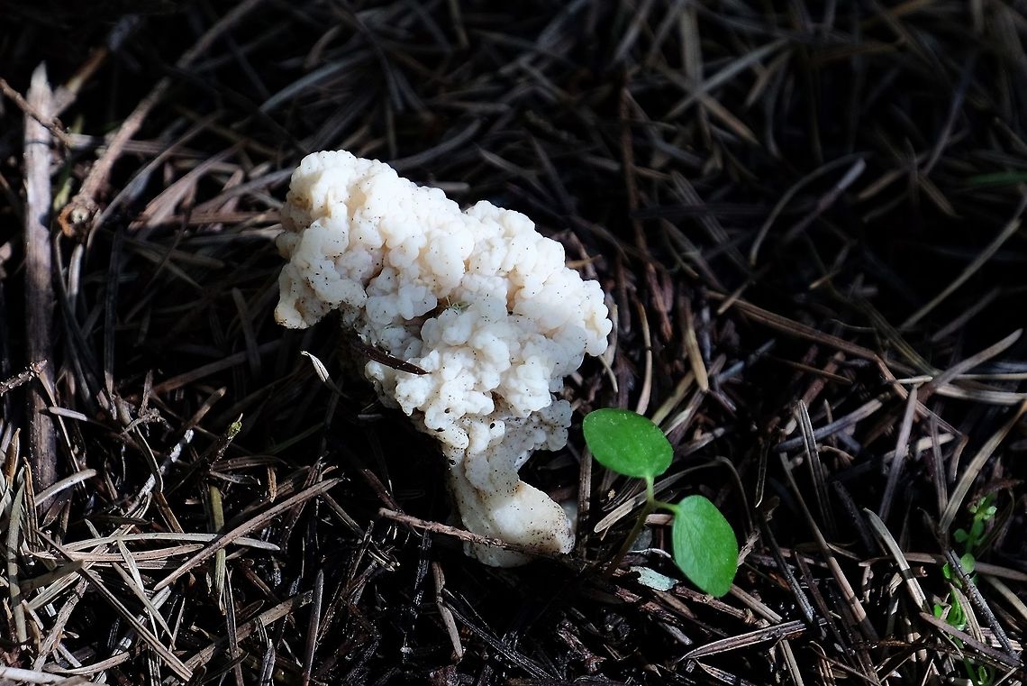 Wrinkled coral fungus clavulina rugosa Clavulina rugosa,Geotagged,Mushrooms,Spring,United States,Wrinkled coral fungus