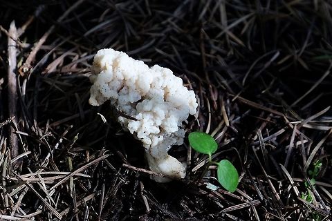Wrinkled coral fungus clavulina rugosa Clavulina rugosa,Geotagged,Mushrooms,Spring,United States,Wrinkled coral fungus