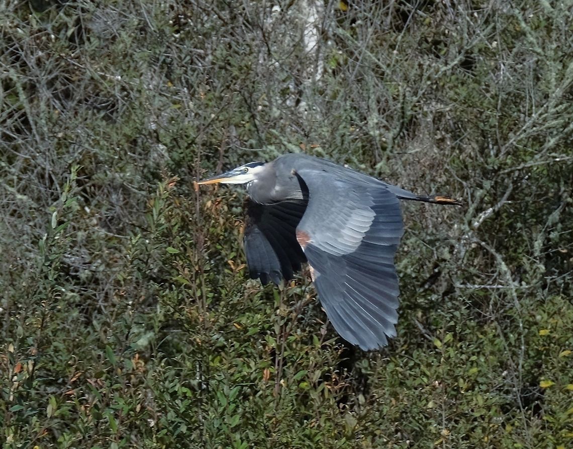 Great Blue Heron ardea herodias Ardea herodias,Fall,Geotagged,Great blue heron,United States,heron