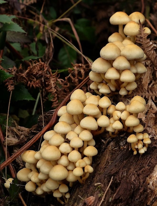 Sulfur Tuft hypholoma fasciculare Fall,Geotagged,Hypholoma fasciculare,Sulphur tuft,United States,mushroom