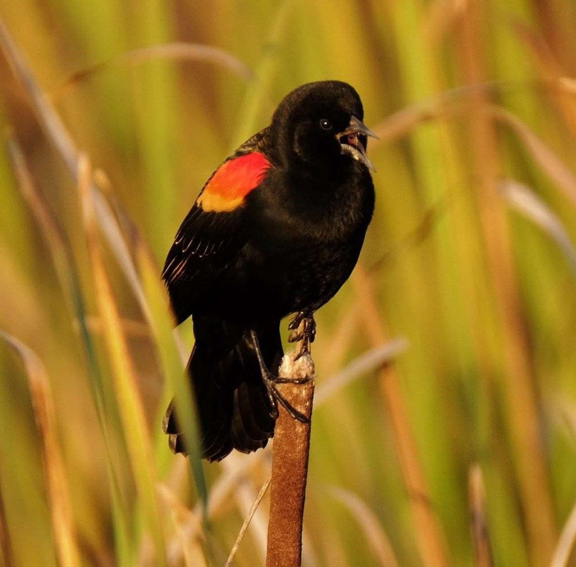 Love that little sound.  Male Red-winged Blackbird. Agelaius phoeniceus,Geotagged,Red-winged blackbird,United States,songbird