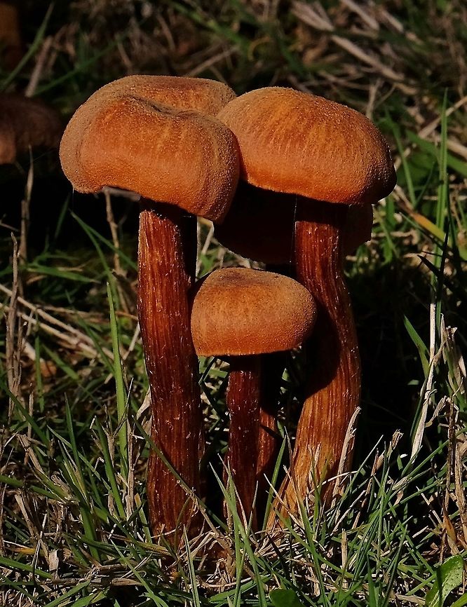 Unknown Mushrooms  Fall,Geotagged,United States
