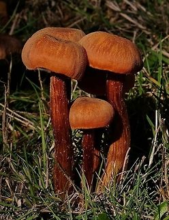 Unknown Mushrooms  Fall,Geotagged,United States