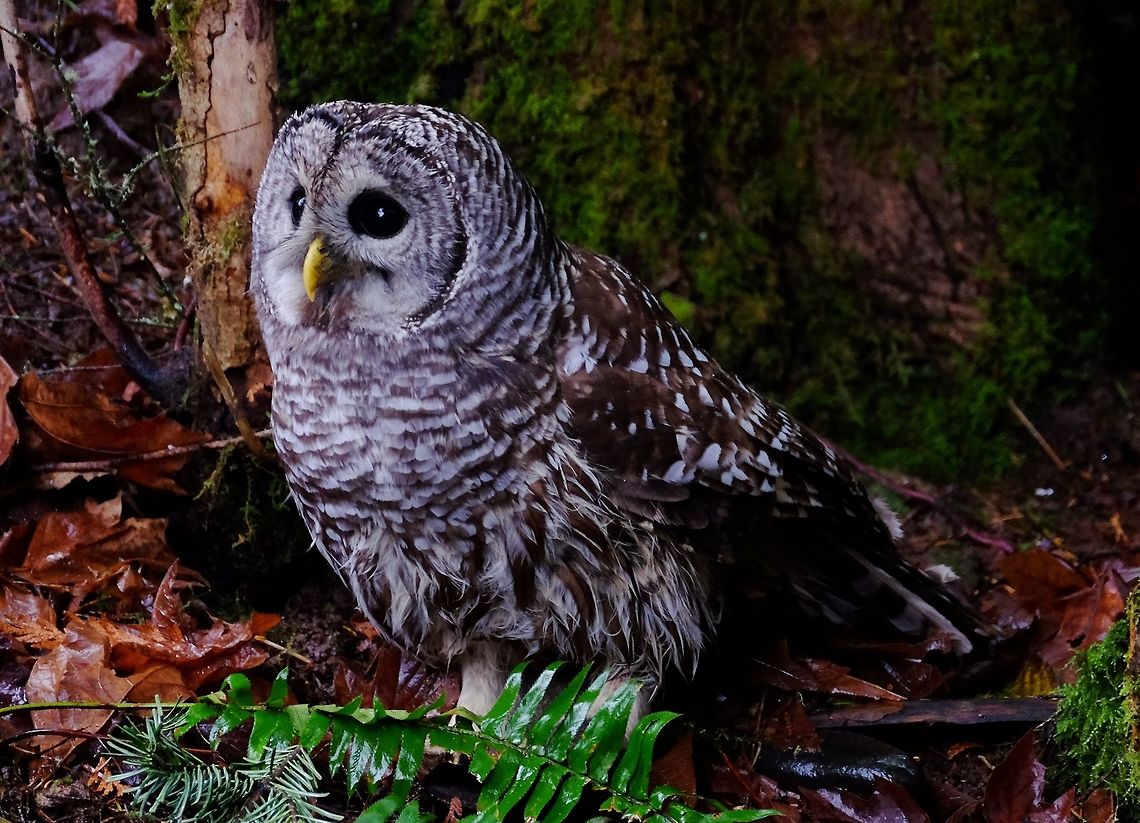 Barred Owl Strix Varia Barred Owl,Birds of Prey,Fall,Geotagged,Strix varia,United States