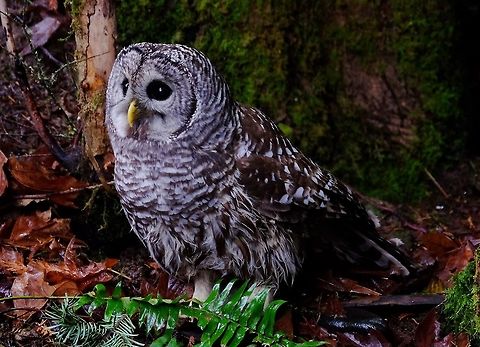 Barred Owl Strix Varia Barred Owl,Birds of Prey,Fall,Geotagged,Strix varia,United States
