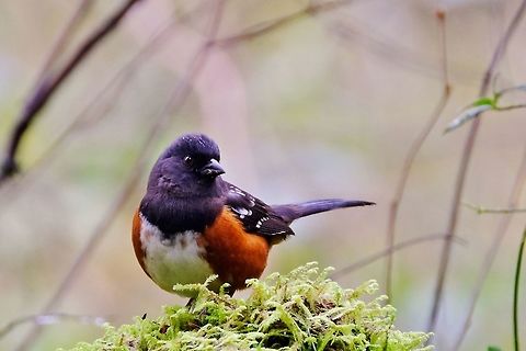 Spotted Towhee pipilio maculatus Fall,Geotagged,Pipilo maculatus,Spotted towhee,United States,songbird