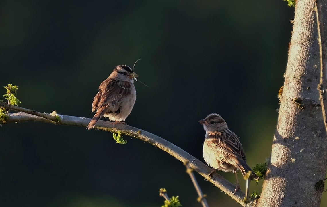 White-crowned sparrow. zonotrichia leucophrys Geotagged,Summer,United States,White-crowned Sparrow,Zonotrichia leucophrys,songbird