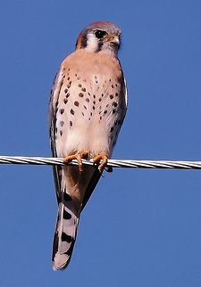 American Kestrel  American Kestrel,Birds of Prey,Falco sparverius,Fall,Geotagged,United States