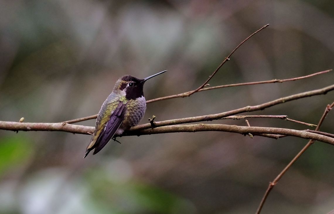 Anna's Hummingbird  Annas hummingbird,Calypte anna,Geotagged,Hummingbird,United States,Winter