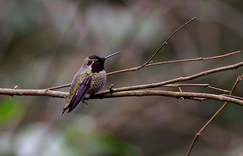 Anna's Hummingbird  Annas hummingbird,Calypte anna,Geotagged,Hummingbird,United States,Winter