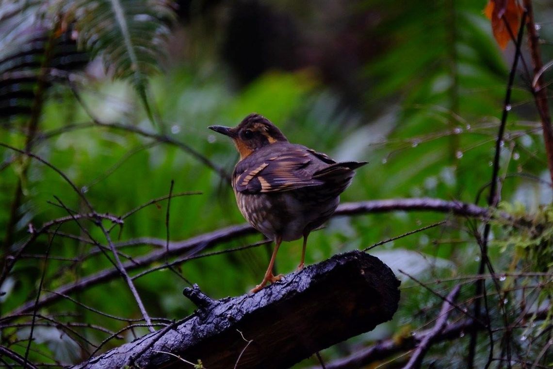 Varied Thrush ixoreus naevius Geotagged,Ixoreus naevius,United States,Varied thrush,songbird
